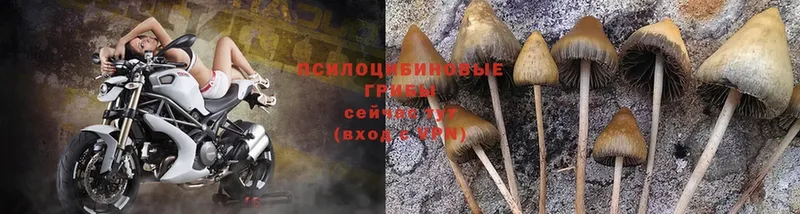 Галлюциногенные грибы Psilocybine cubensis  Видное 