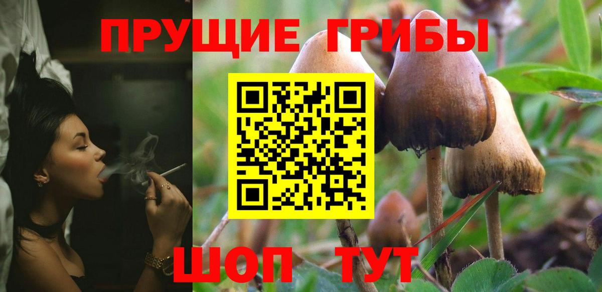 Псилоцибиновые грибы прущие грибы  Псилоцибиновые грибы Psilocybe  Вход с VPN  Видное 